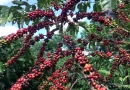 Restauração florestal em cafezais é viável economicamente, diz estudo