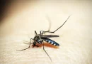 Saúde: Entenda por que hemorragia não é o principal sintoma da dengue grave