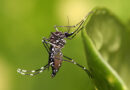 Saúde e comportamento: Entenda o que é a dengue grave e como é o tratamento