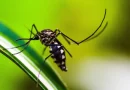 Secretaria da Saúde de Goiás: Internações por dengue aumentam em abril