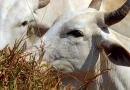 Agrodefesa: produtores goianos devem ficar atentos aos sinais clínicos de febre aftosa