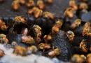 Agrodefesa orienta sobre cadastro de apiários em Goiás