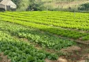 Goiás: Plano Safra destina R$ 76 bilhões em crédito à agricultura familiar