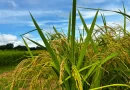 Goiás: Área plantada de arroz deve crescer mais de 23% em território goiano