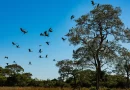 Meio Ambiente: comissão do Senado aprova projeto que cria Estatuto do Pantanal
