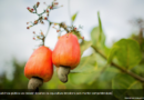 Cajucultura: produção de caju no Brasil é tema de debate na Comissão de Agricultura do Senado