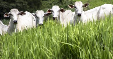 2ª Etapa da Declaração de Rebanho em Goiás entra na reta final
