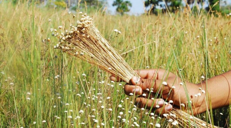 Mateiros, no Tocantins, é a Capital Nacional do Capim Dourado