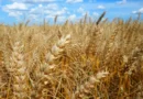 Climatologista Francis Lacerda, afirma que estratégias de agroecologia podem retardar efeitos da crise climática nas lavouras