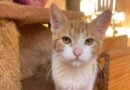 Evento de adoção responsável no Shopping Cerrado reúne mais de 30 cães e gatos