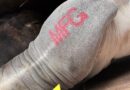 Goiana MFG elimina marca a fogo e reúne cadeia produtiva para discutir bem-estar animal