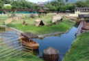 Ministério da Agricultura e Pecuária confirma gripe aviária em aves mortas no Bioparque do Rio