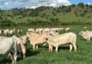 Pecuarista amplia capacidade de abate em cinco vezes ao intensificar a recria e terceirizar engorda dos animais