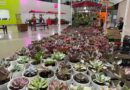 Feira de Plantas lança campanha da jardinagem terapêutica neste setembro amarelo