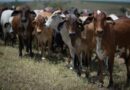 Goiás avança em ações de combate à brucelose e tuberculose animal