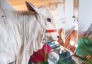 Flamboyant Agropecuária leva elite do Nelore Mocho à EXPO Rio Preto