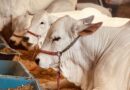 Flamboyant Agropecuária leva 17 exemplares de alto valor genético à 54ª Expoinel