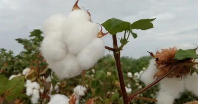 Vazio sanitário do algodão começa na próxima segunda-feira (10/11)