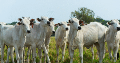 The Best One é o primeiro programa reprodutivo do Brasil dedicado a novilhas bovinas