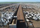 Parcerias de engorda consolidam confinamento como extensão das fazendas de cria e recria no Brasil