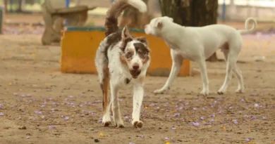 Brasil tem cerca de 30 milhões de animais domésticos abandonados