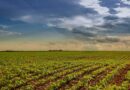 Prazo para semeadura da soja em Goiás termina em 2 de janeiro de 2026